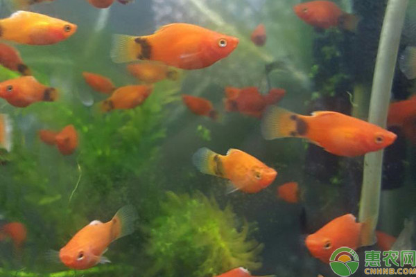 皮實(shí)好養(yǎng)的觀賞魚(yú)有哪些？