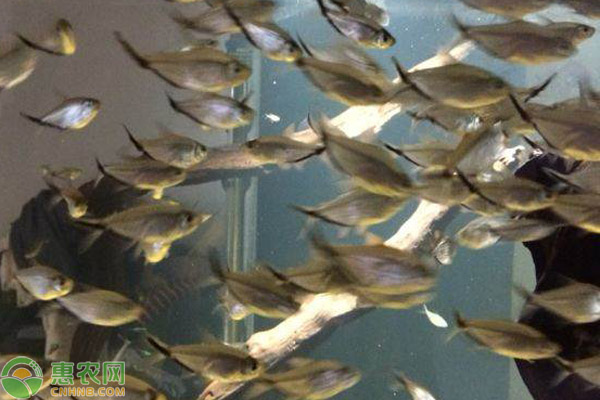 觀賞養(yǎng)魚(yú)好有哪些品種_好養(yǎng)的觀賞魚(yú)有哪些_觀賞養(yǎng)魚(yú)好有什么好處