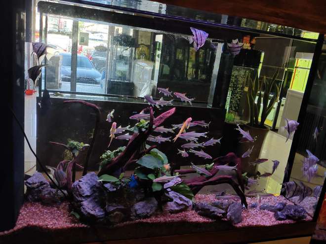 燕魚和七彩神仙魚，是最溫順的觀賞魚，混養