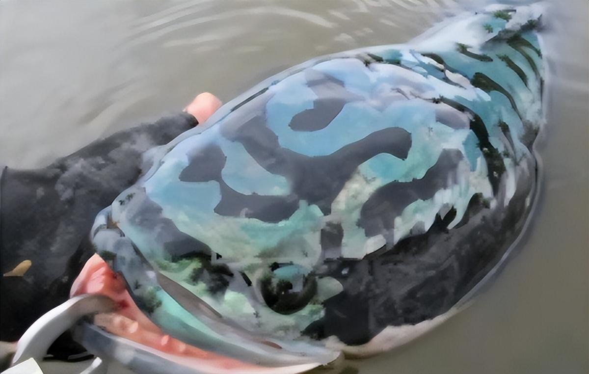 中等體型的觀賞魚_中等體型觀賞魚_體型觀賞中等魚圖片